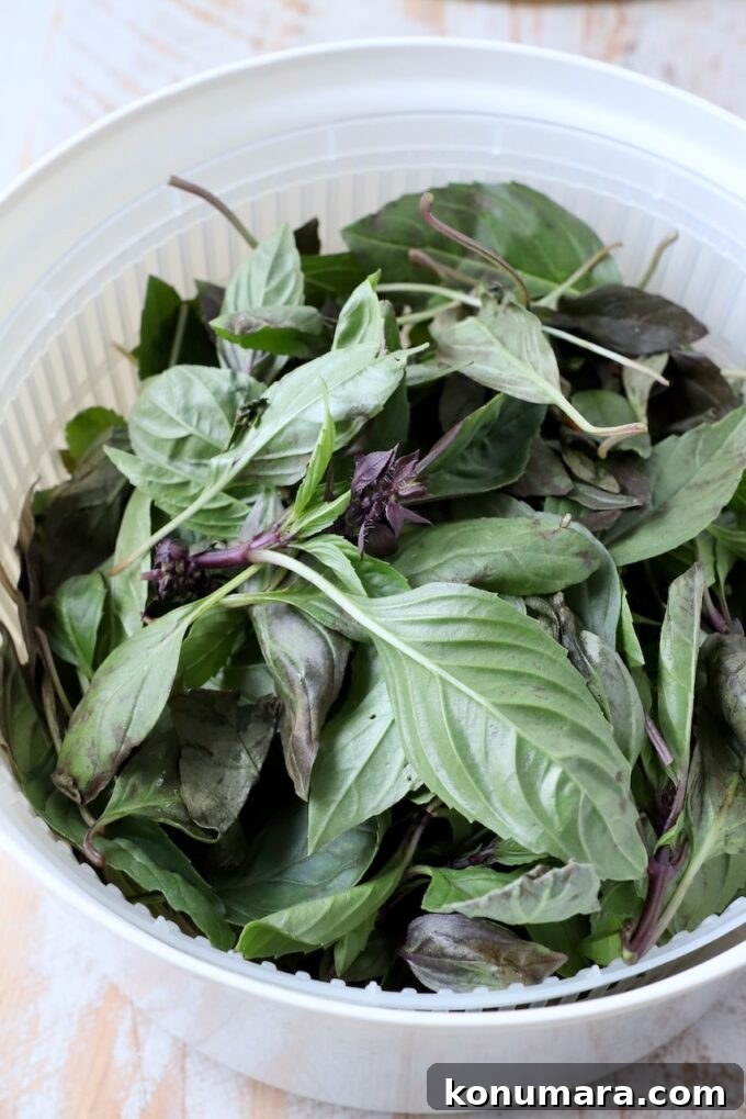 thai basil leaves in salad spinner